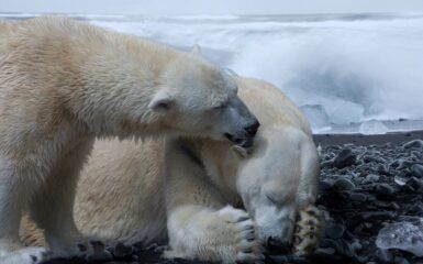 composing icebear polar bears 2195541